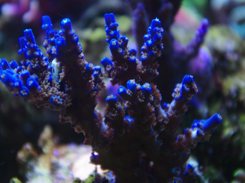 Acropora 2